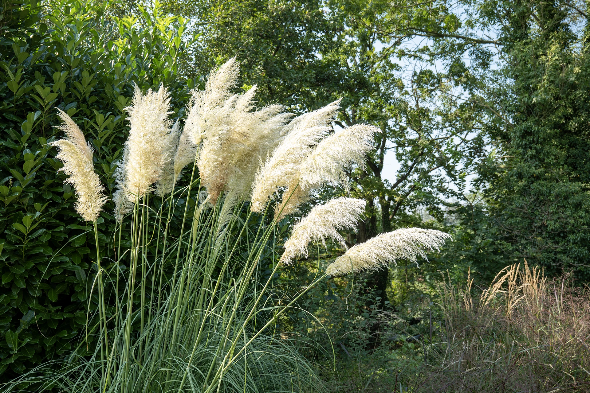 Image hover effect image